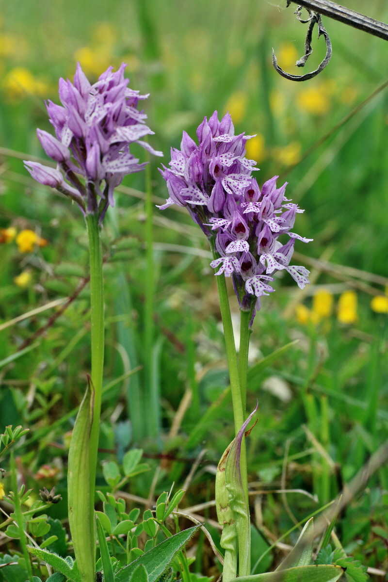 IMG-2016-05-18-00015286p_Bildgr��e �ndern