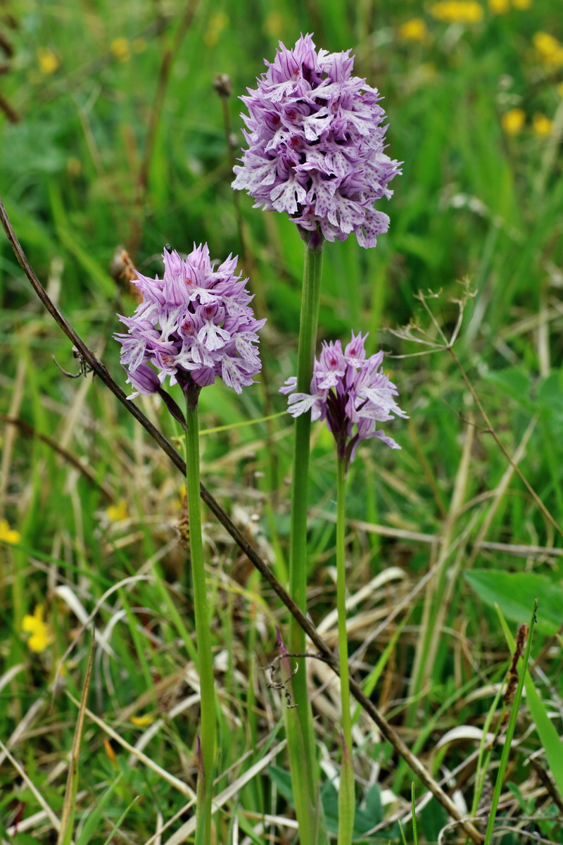 IMG-2016-05-18-00015295p_Bildgr��e �ndern