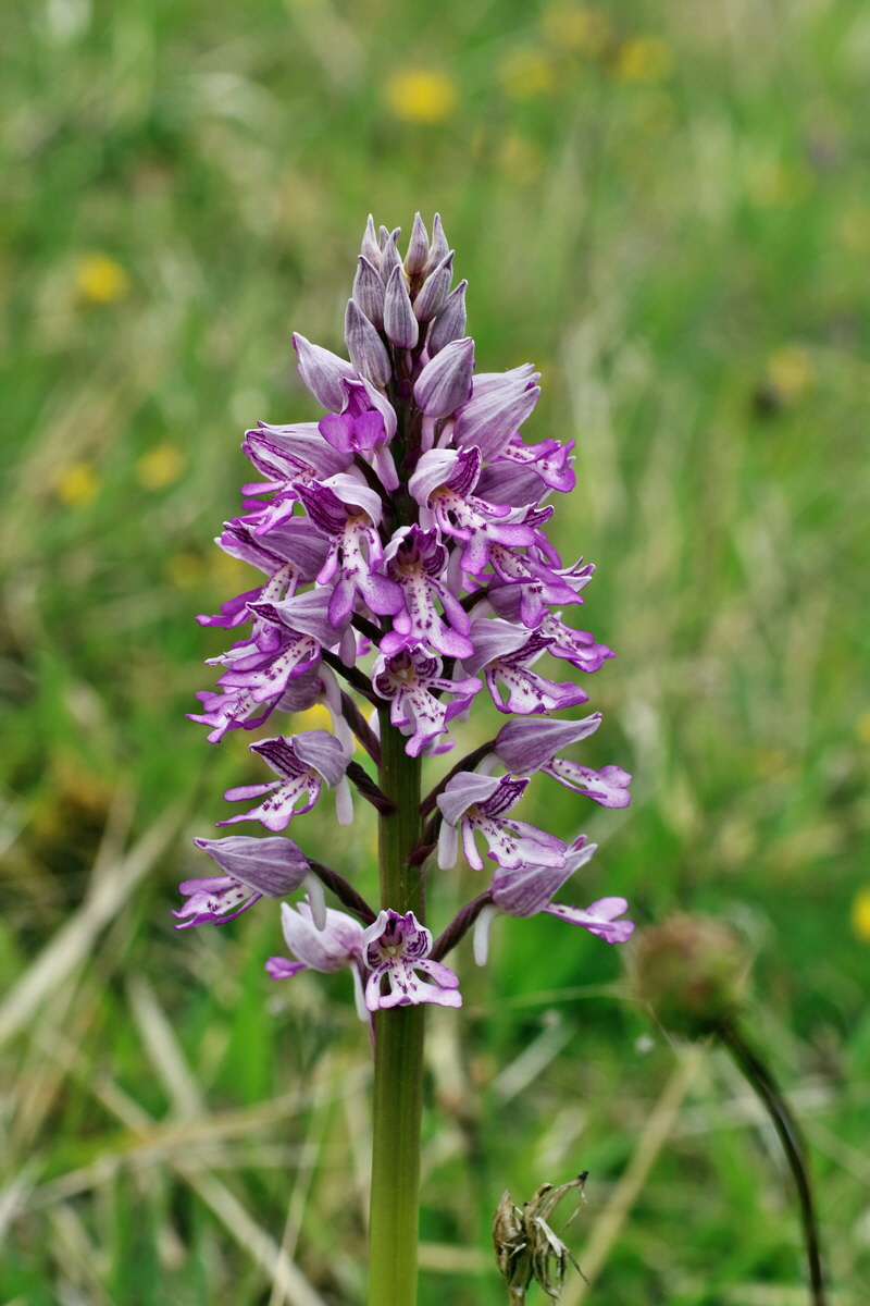 IMG-2016-05-18-00015319p_Bildgr��e �ndern