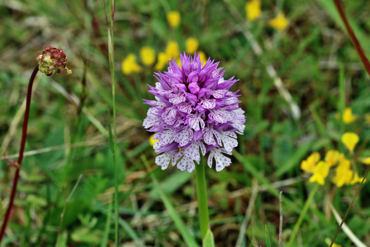 IMG-2016-05-18-00015385p_Bildgr��e �ndern