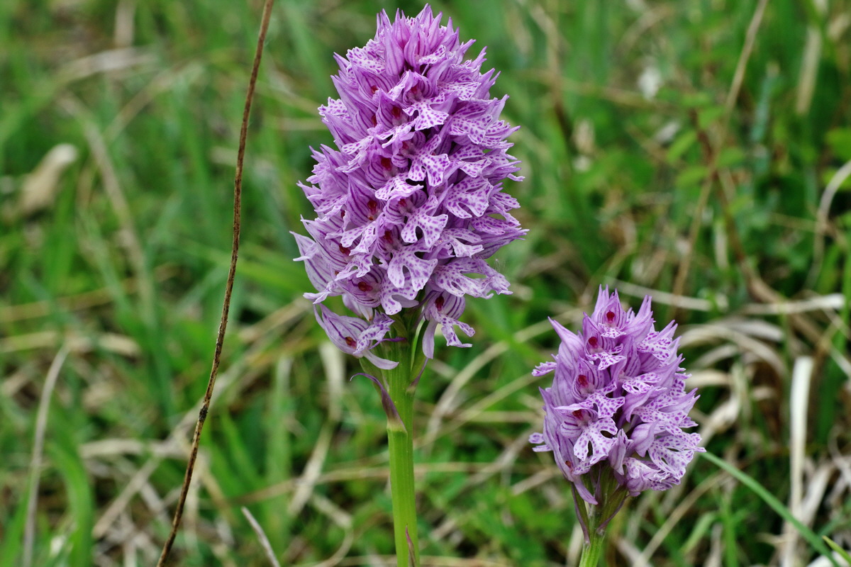 IMG-2016-05-18-00015478p_Bildgr��e �ndern