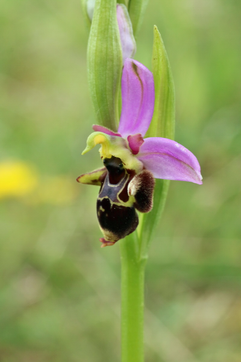 IMG-2016-05-18-00015493p_Bildgr��e �ndern