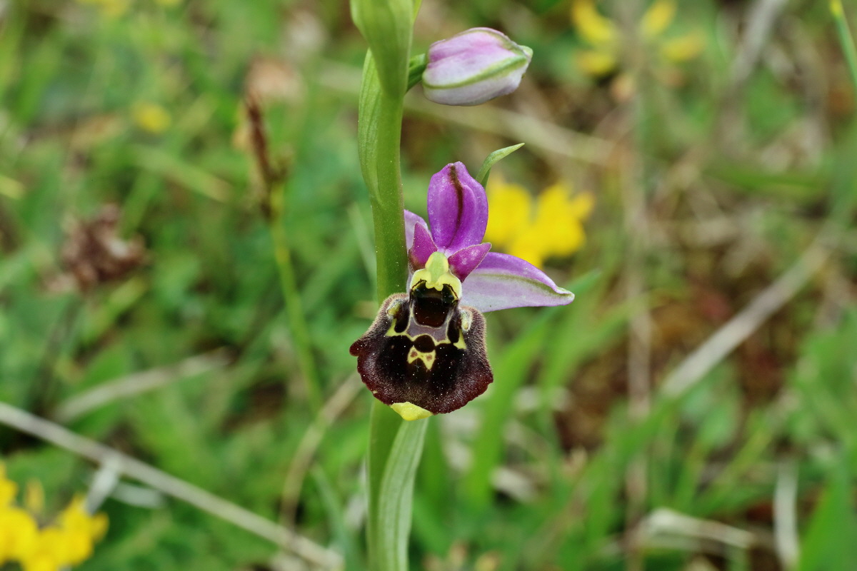 IMG-2016-05-18-00015528p_Bildgr��e �ndern