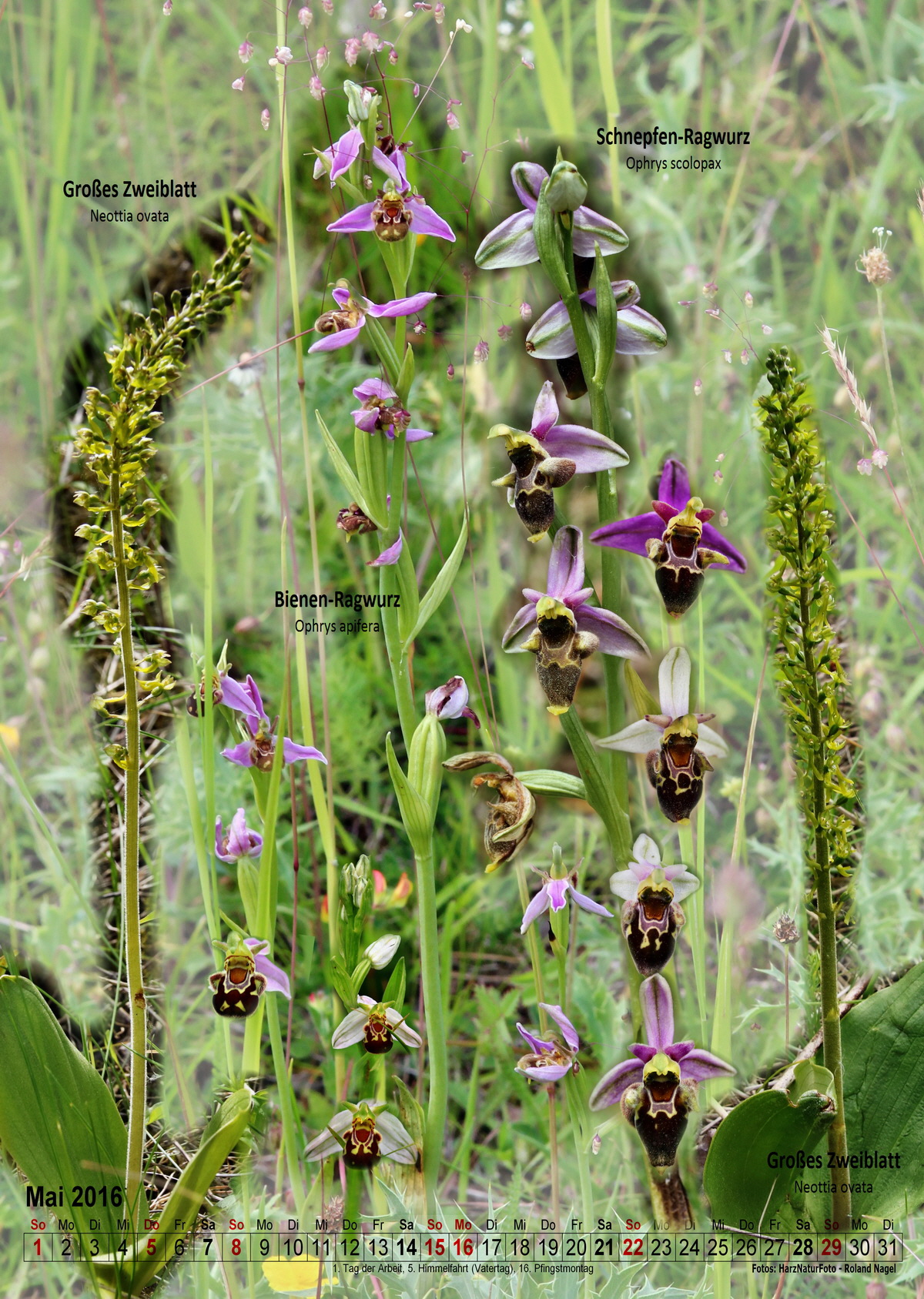 2016-05_Bildgr��e �ndern