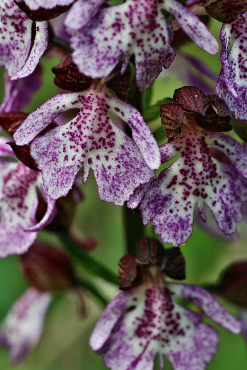 IMG-2016-05-21-00015879p_Bildgr��e �ndern