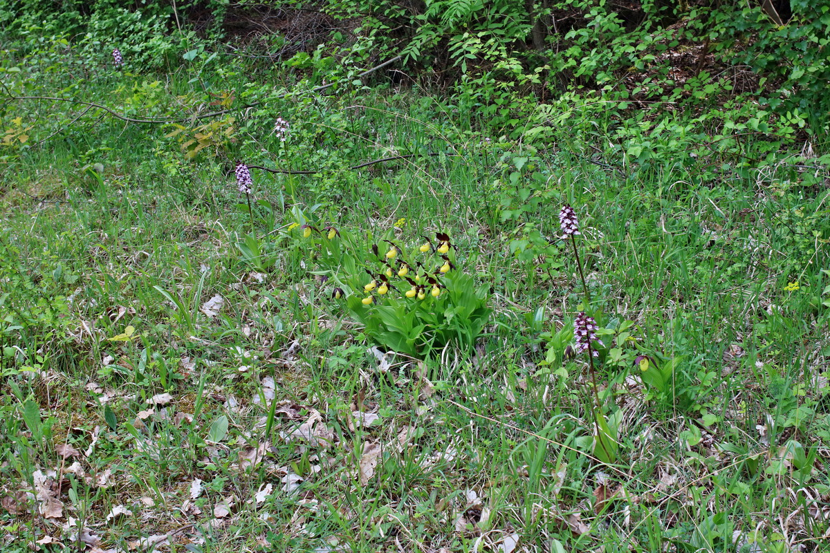 IMG-2016-05-21-00015972p_Bildgr��e �ndern