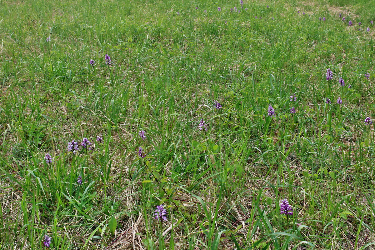 IMG-2016-05-21-00015984p_Bildgr��e �ndern