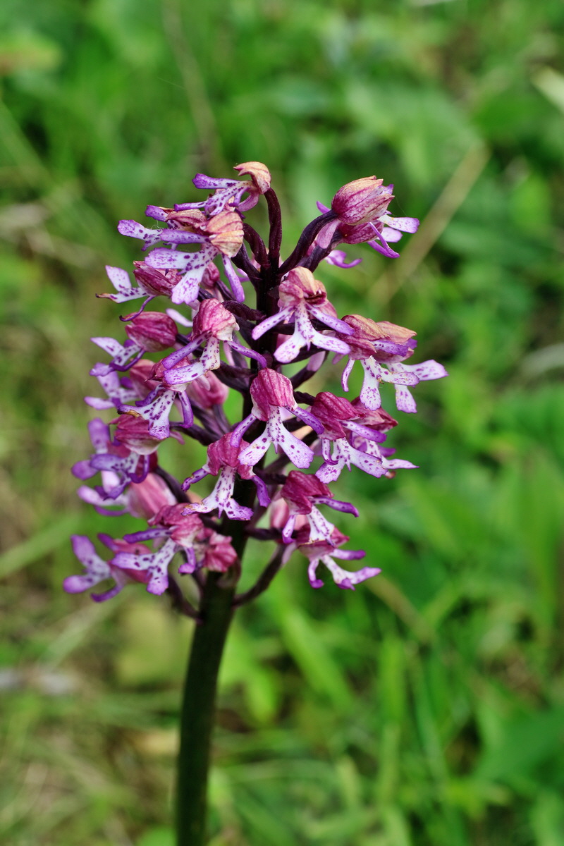 IMG-2016-05-21-00016018p_Bildgr��e �ndern