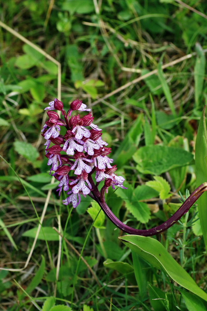 IMG-2016-05-21-00016021p_Bildgr��e �ndern