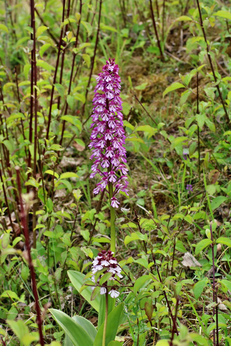 IMG-2016-05-21-00016058p_Bildgr��e �ndern