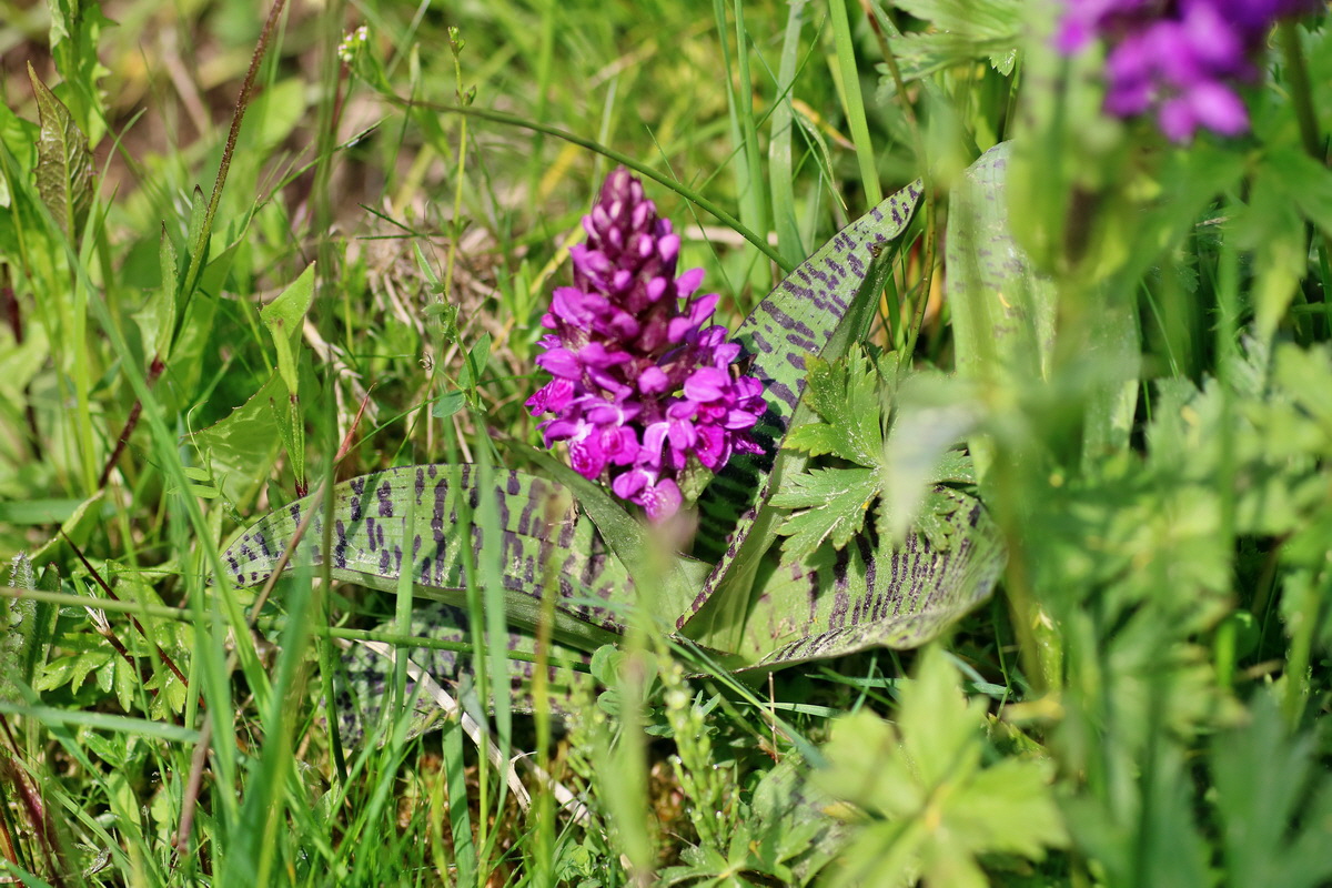 IMG-2016-05-23-00016132p_Bildgr��e �ndern