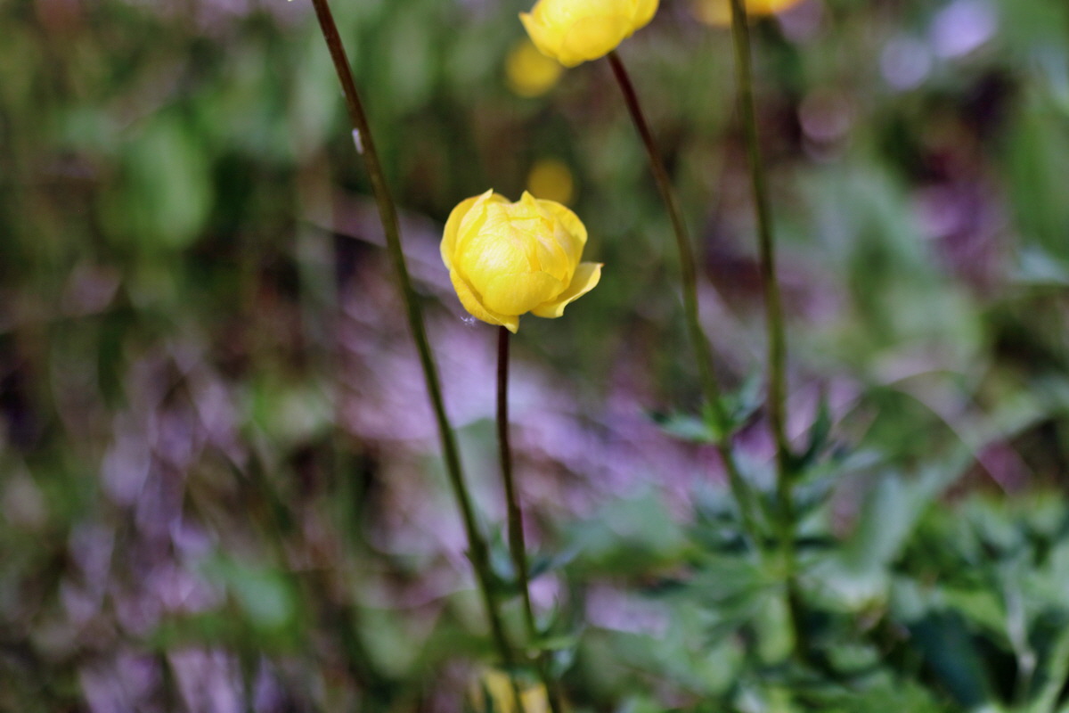 IMG-2016-05-23-00016160p_Bildgr��e �ndern