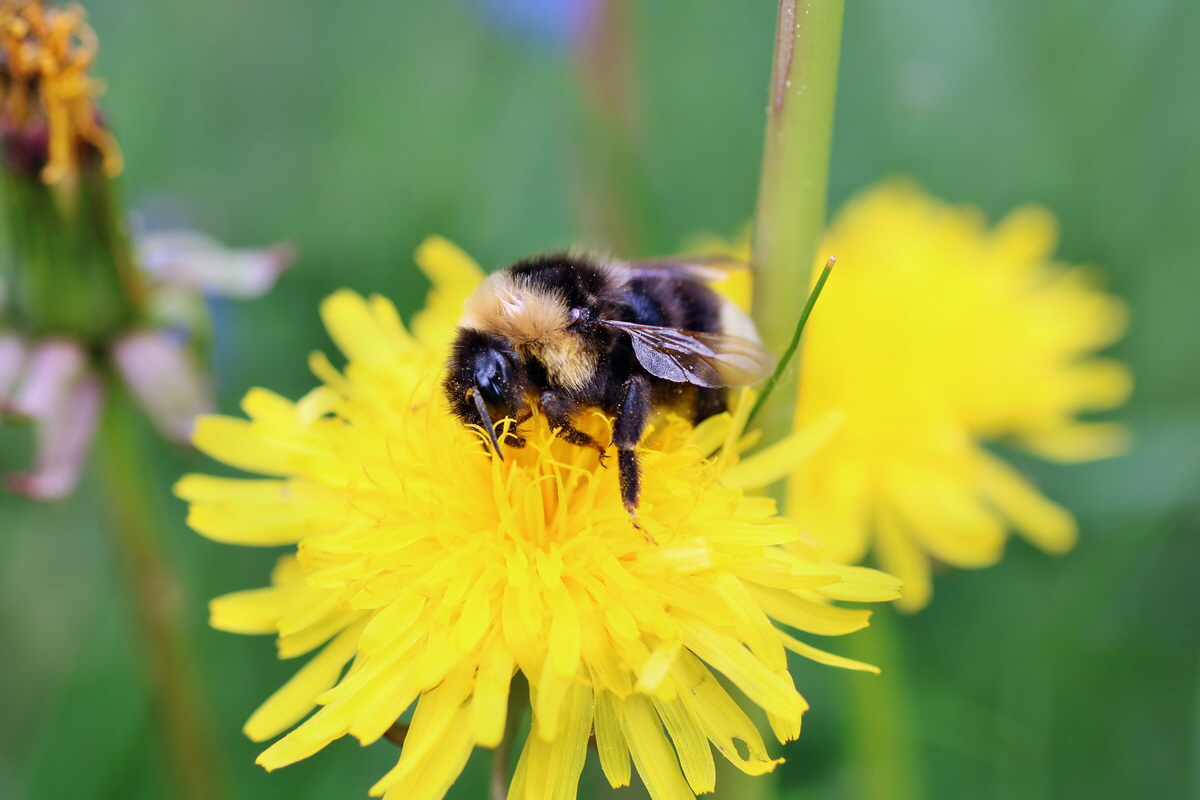 IMG-2016-05-23-00016165p_Bildgr��e �ndern