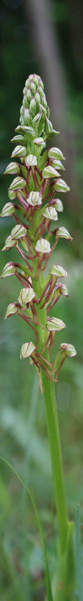 [Group 2]-IMG-2016-05-25-00016423_IMG-2016-05-25-00016466-44 images_Bildgr��e �ndern