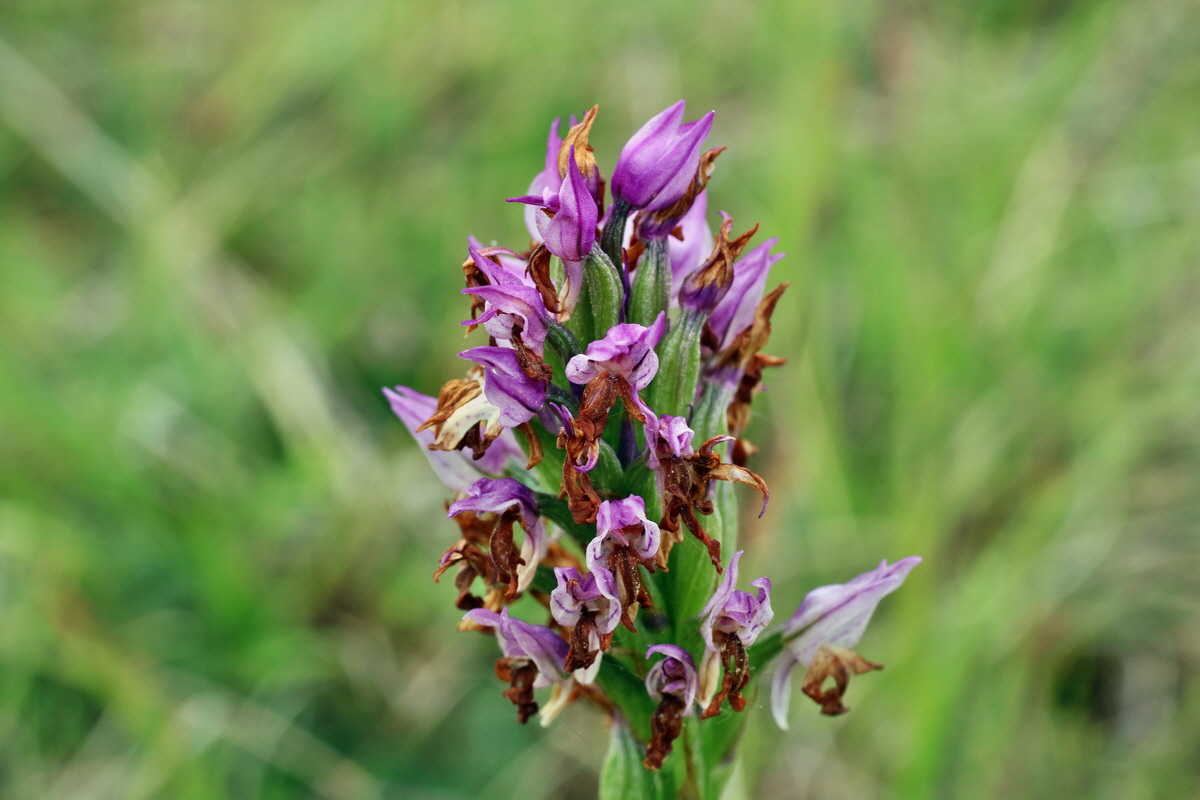 IMG-2016-05-25-00016208p_Bildgr��e �ndern