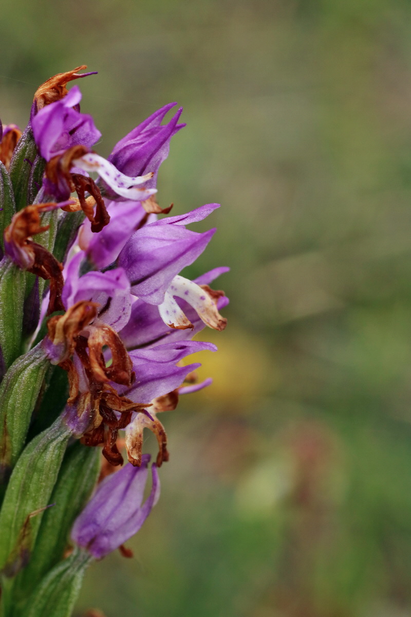 IMG-2016-05-25-00016212p_Bildgr��e �ndern