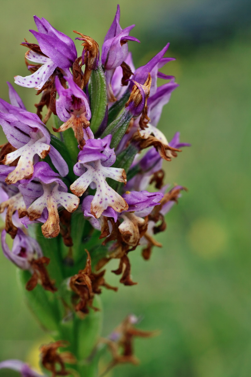 IMG-2016-05-25-00016215p_Bildgr��e �ndern