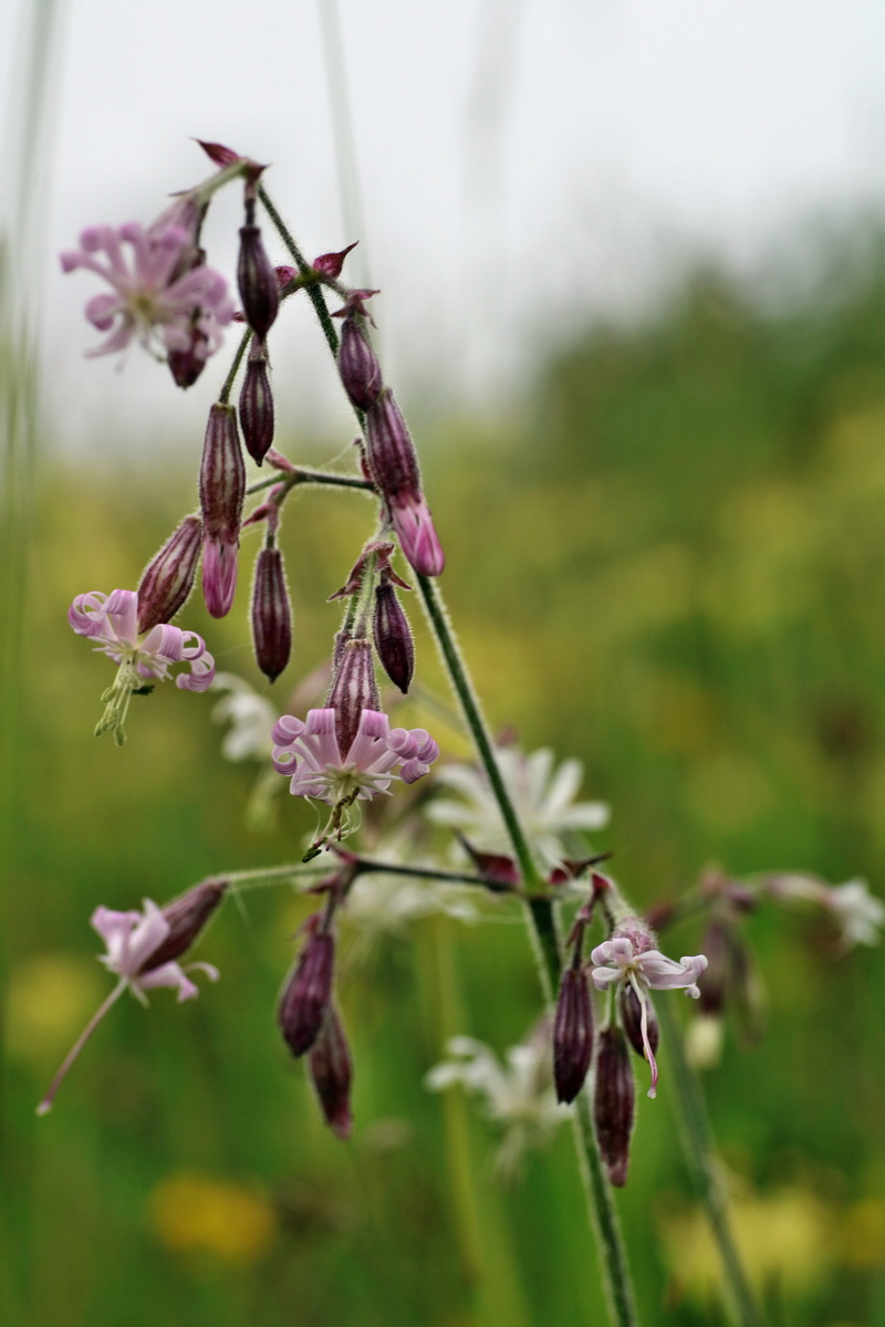 IMG-2016-05-25-00016361p_Bildgr��e �ndern