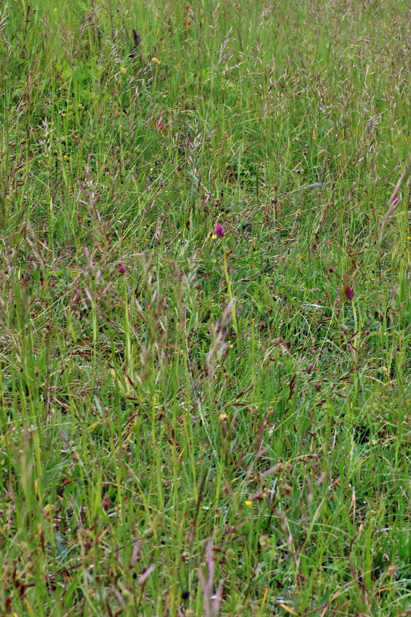 IMG-2016-05-25-00016497p_Bildgr��e �ndern