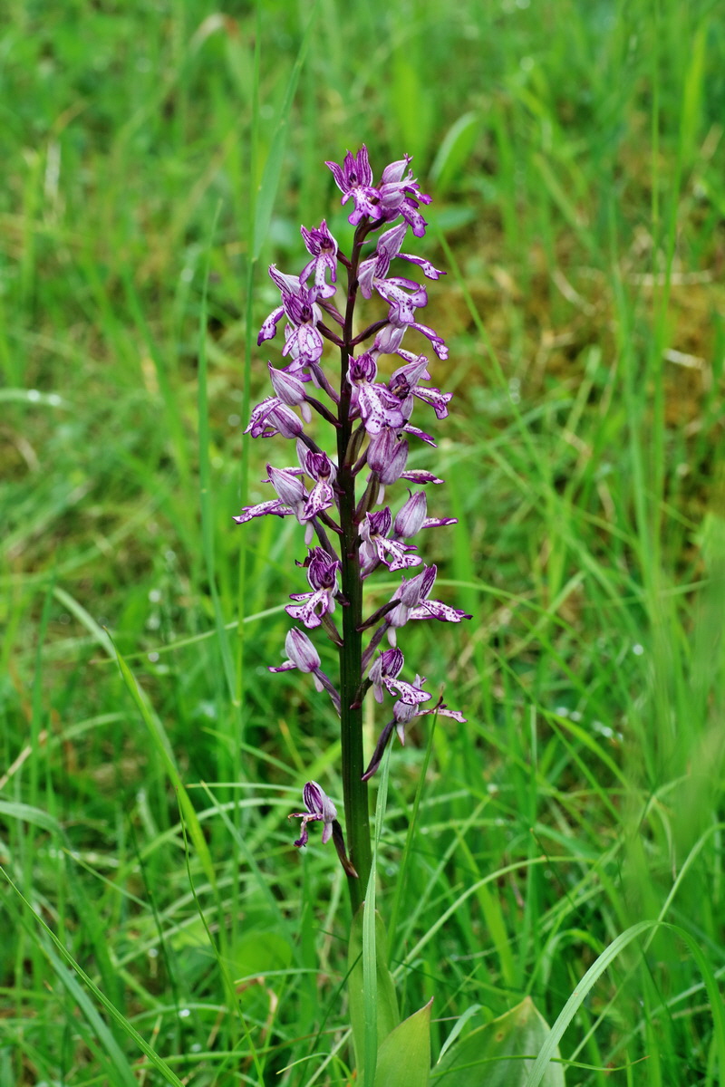 IMG-2016-05-25-00016700p_Bildgr��e �ndern