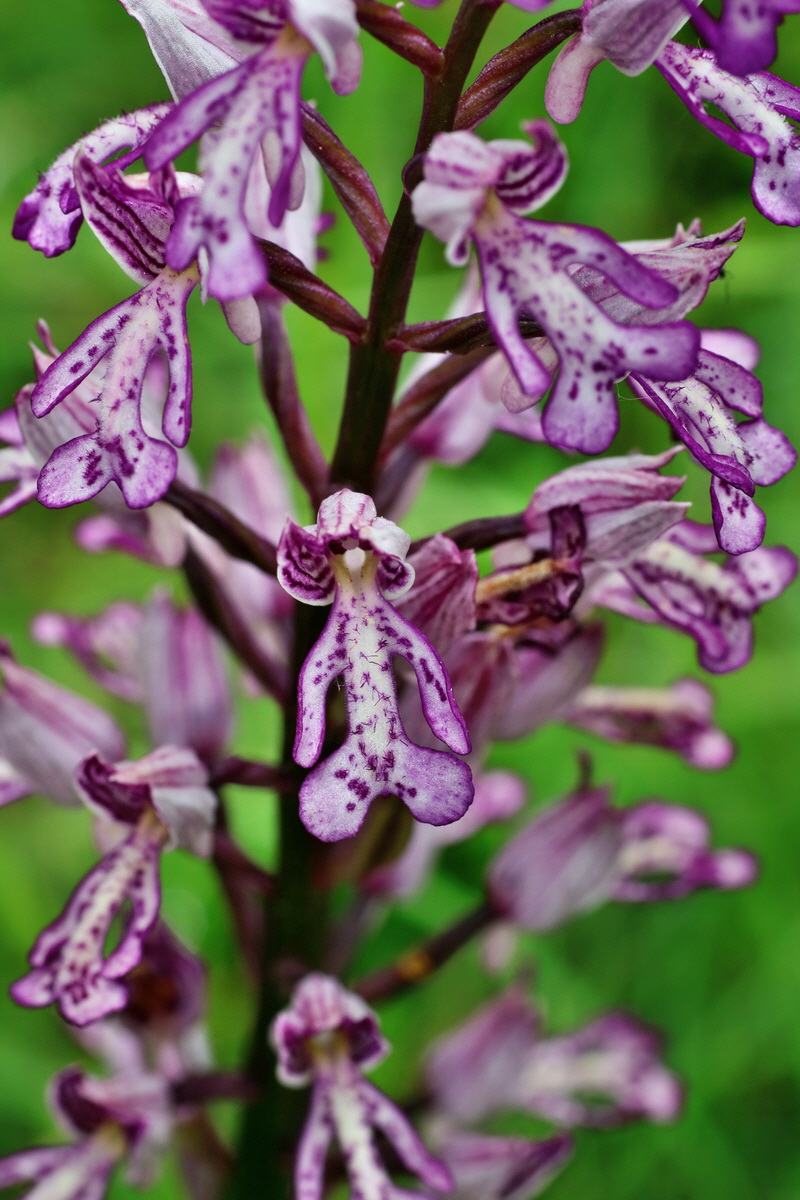 IMG-2016-05-25-00016703p_Bildgr��e �ndern