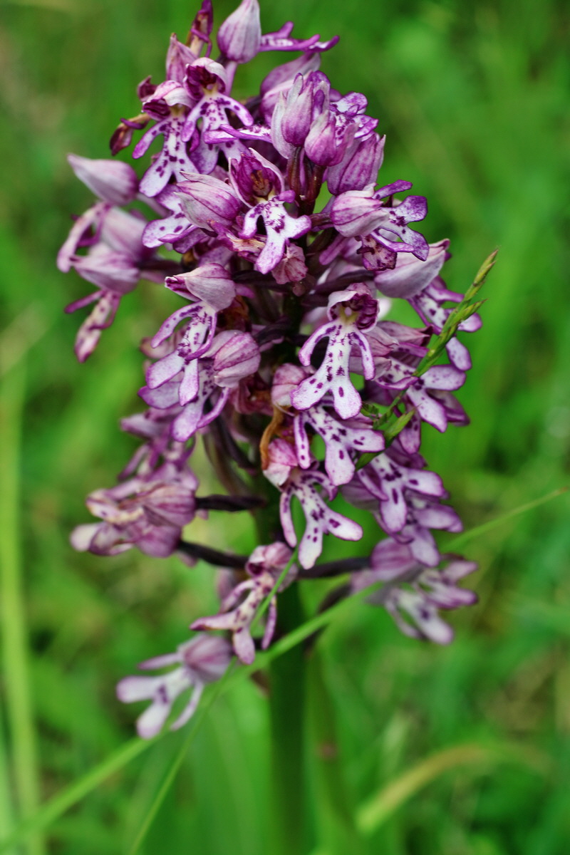 IMG-2016-05-25-00016714p_Bildgr��e �ndern