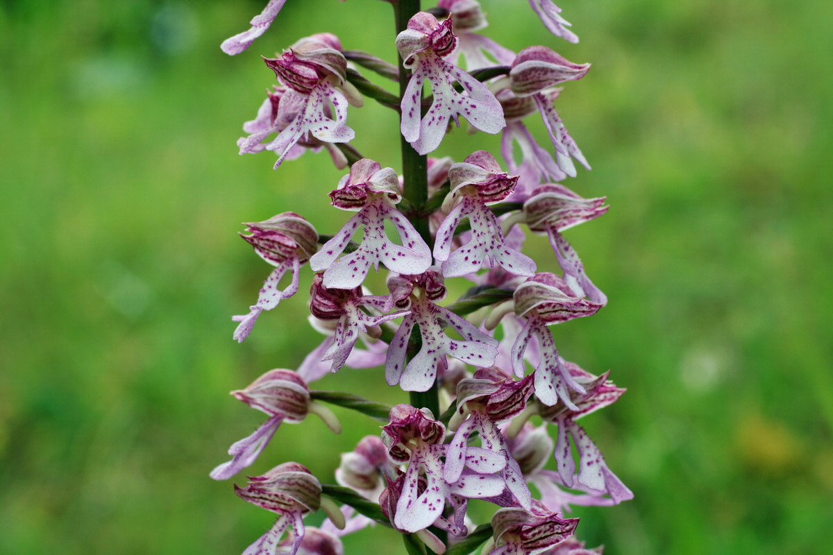 IMG-2016-05-25-00016746p_Bildgr��e �ndern