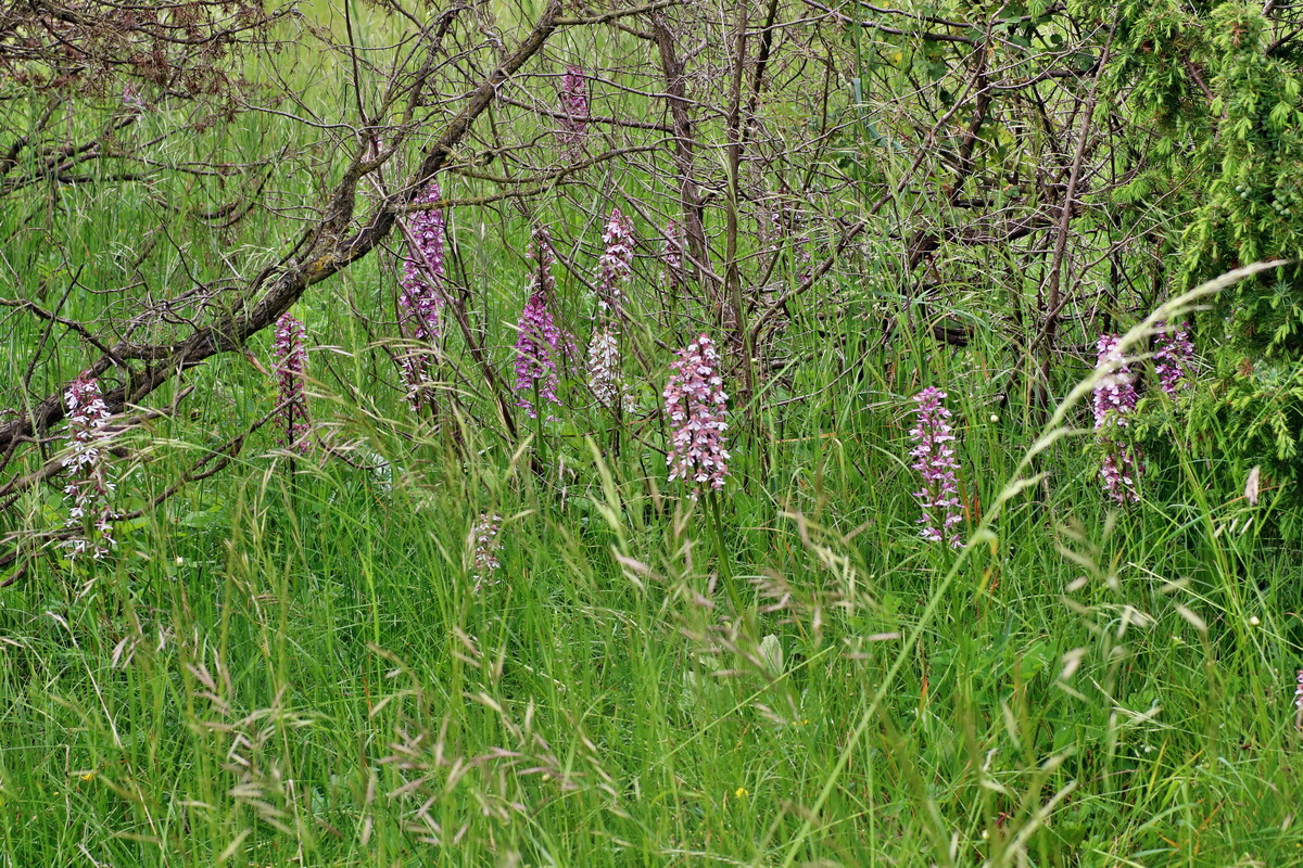 IMG-2016-05-25-00016794p_Bildgr��e �ndern