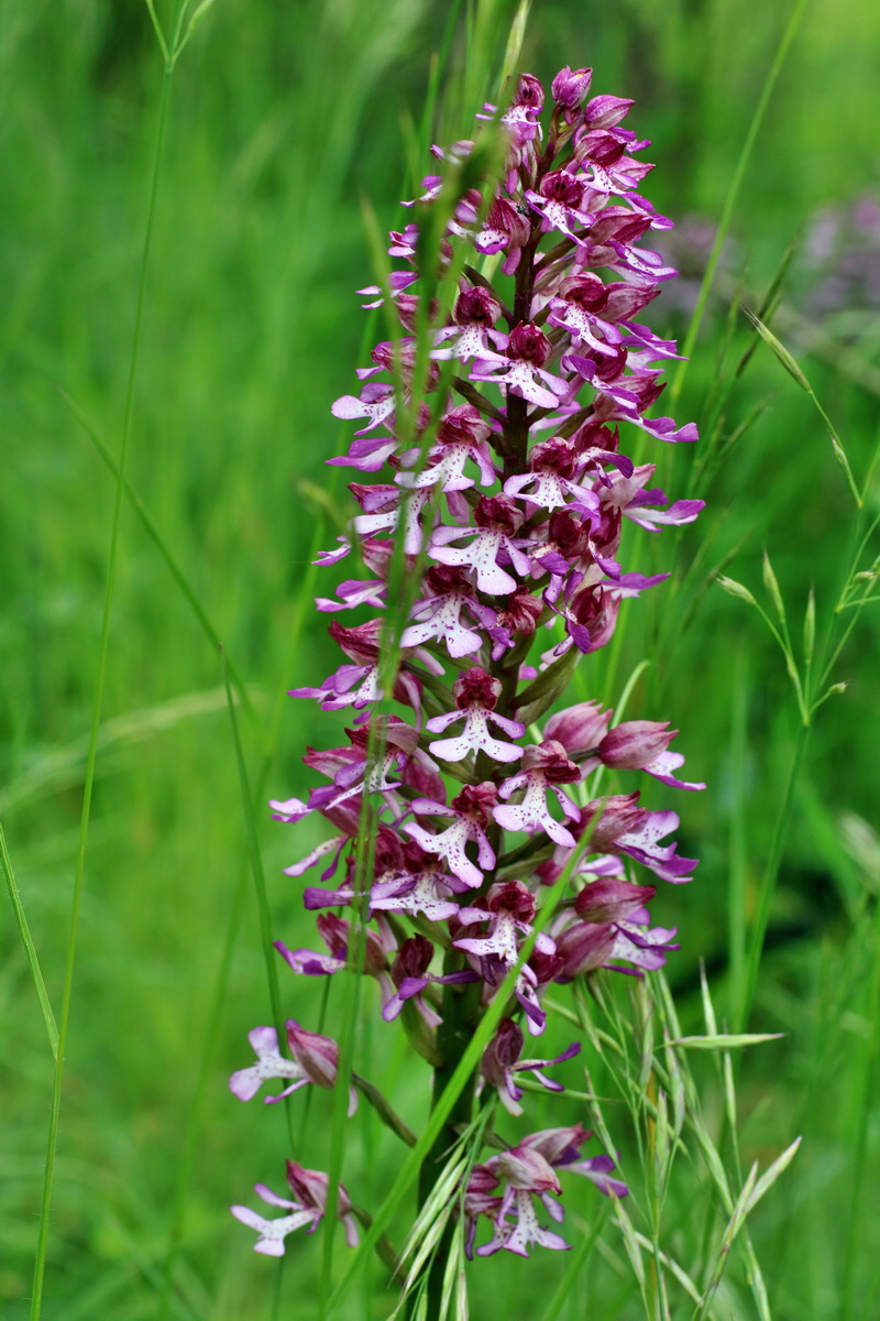 IMG-2016-05-25-00016862p_Bildgr��e �ndern