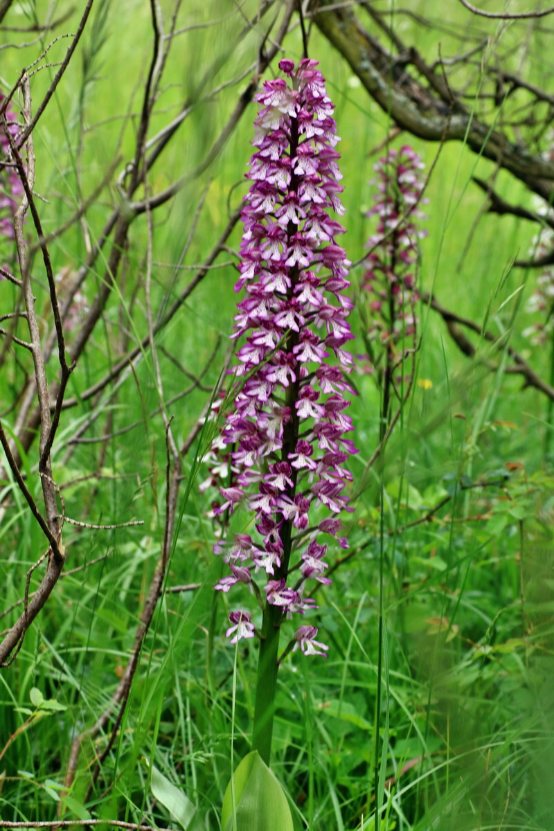 IMG-2016-05-25-00016870p_Bildgr��e �ndern