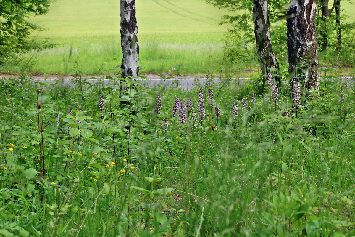 IMG-2016-05-26-00016941p_Bildgr��e �ndern