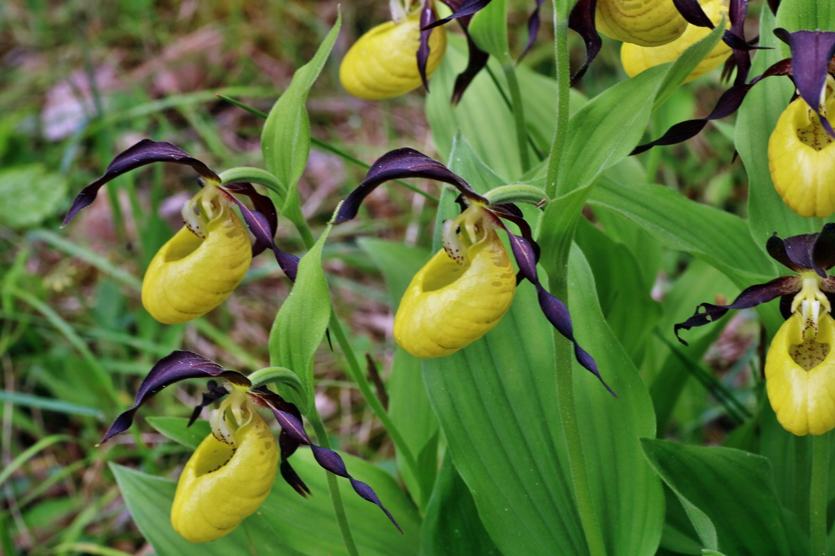 IMG-2016-05-26-00016974p_Bildgr��e �ndern