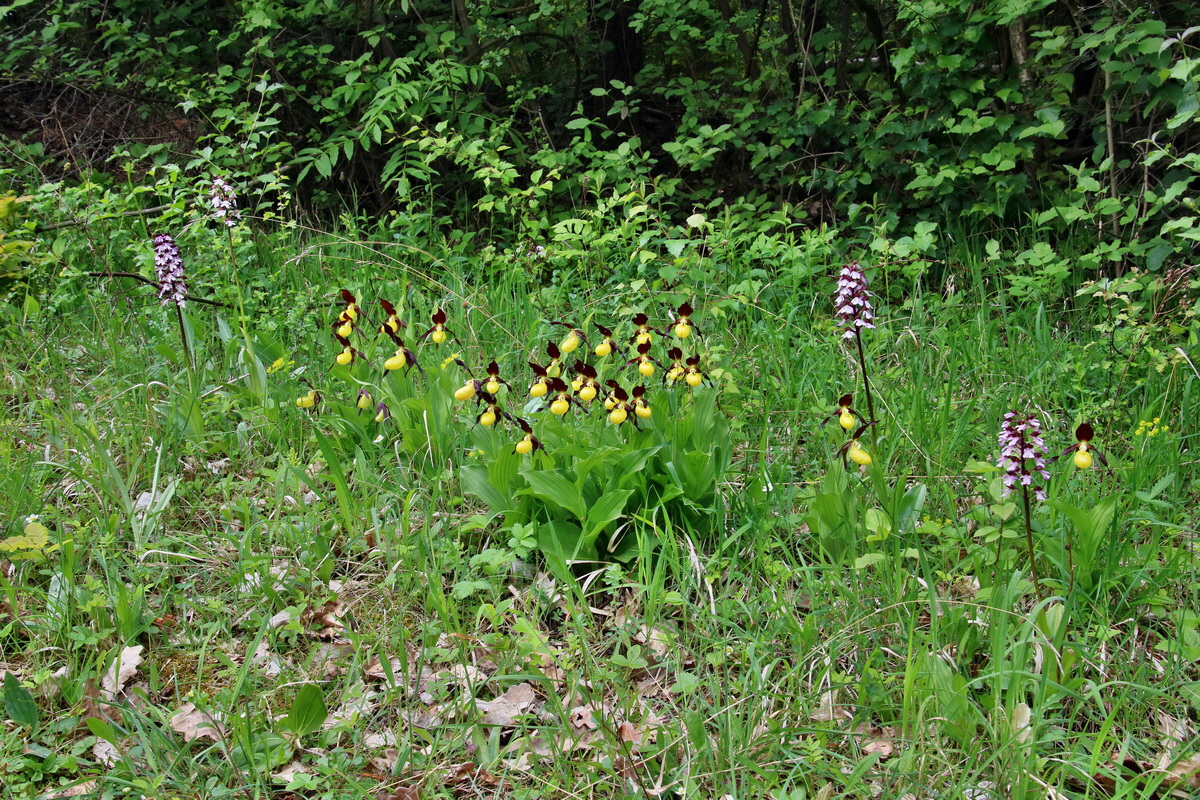 IMG-2016-05-26-00017101p_Bildgr��e �ndern