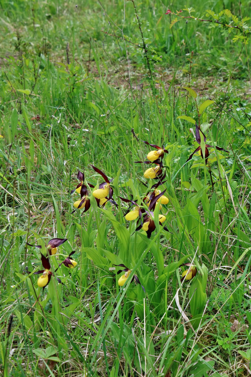 IMG-2016-05-26-00017110p_Bildgr��e �ndern