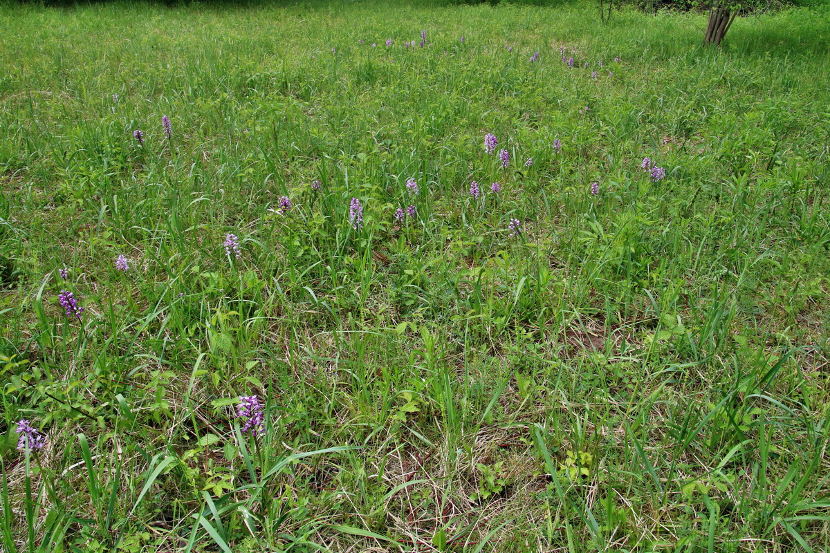 IMG-2016-05-26-00017150p_Bildgr��e �ndern