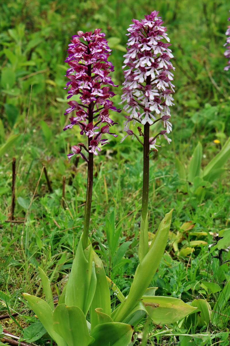 IMG-2016-05-26-00017173p_Bildgr��e �ndern