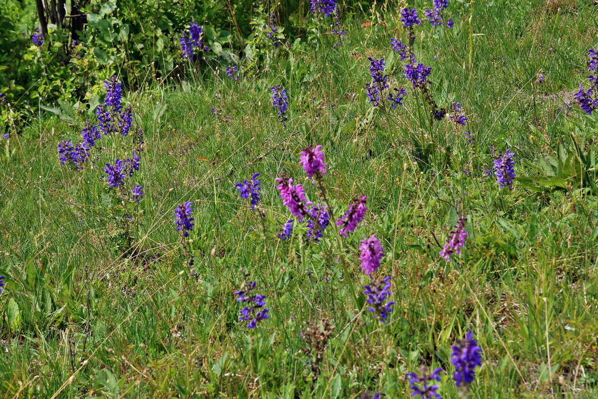 IMG-2016-05-26-00017201p_Bildgr��e �ndern