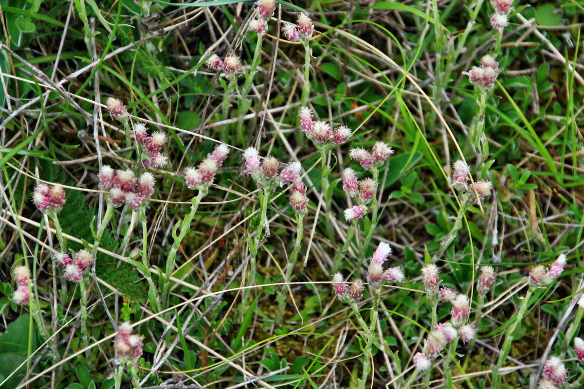 A_2016_05_30_00019896p_Bildgr��e �ndern