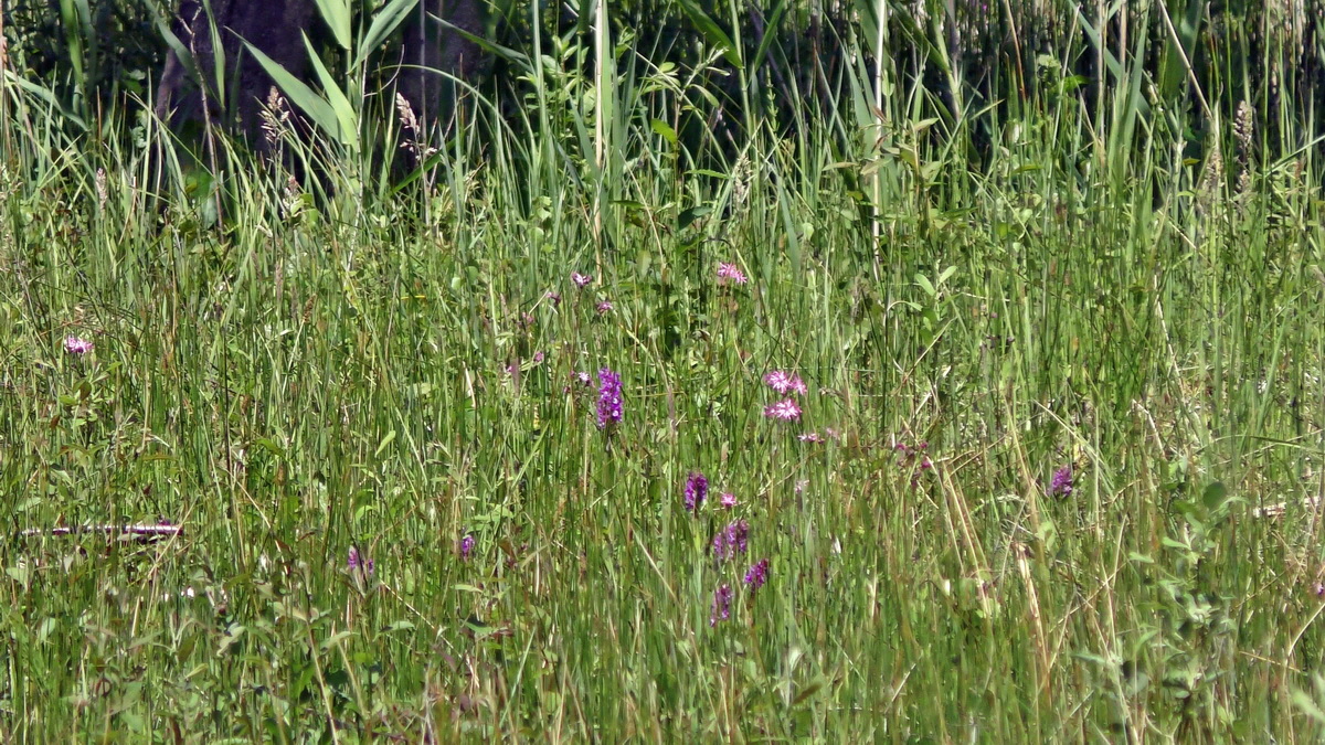 2016-05-31_144135p_Bildgr��e �ndern