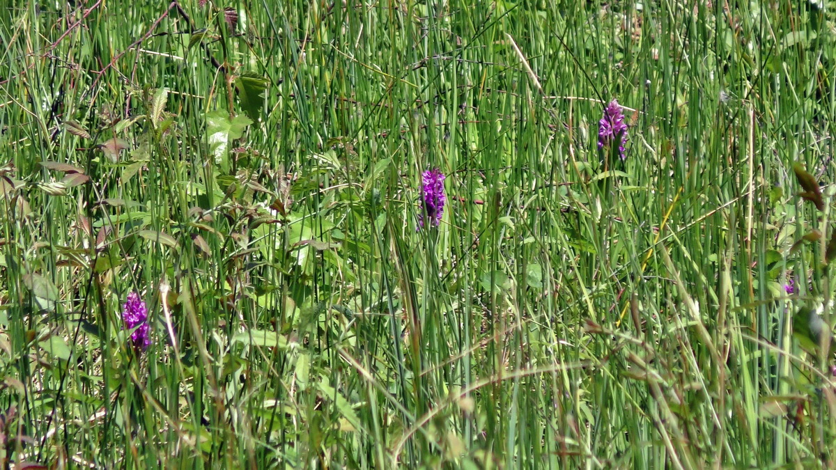 2016-05-31_144416p_Bildgr��e �ndern