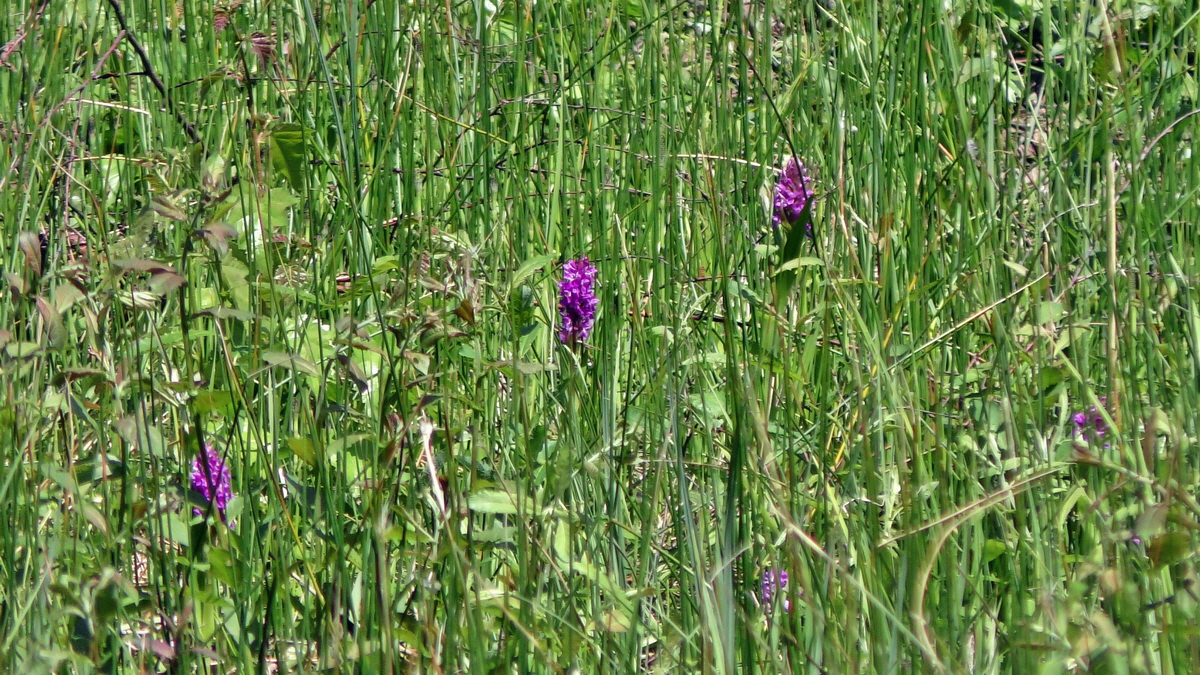 2016-05-31_144641(1)p_Bildgr��e �ndern