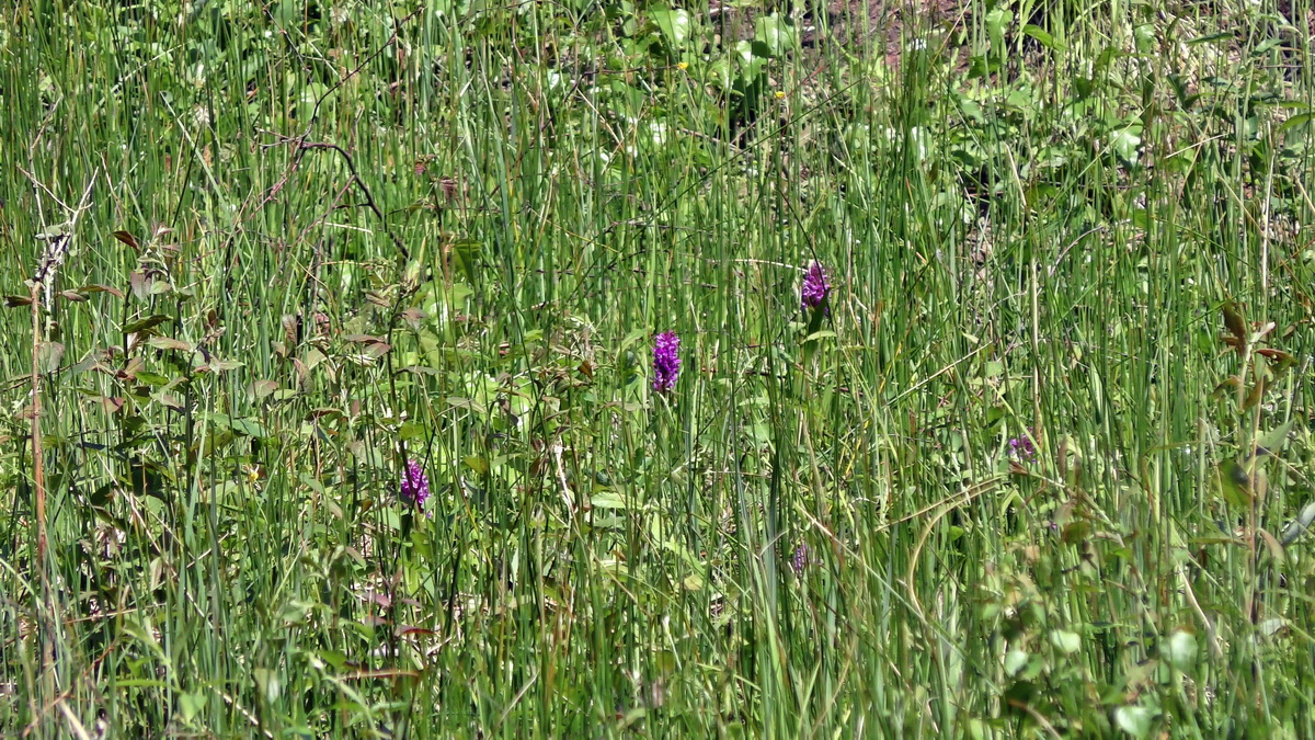 2016-05-31_144641p_Bildgr��e �ndern