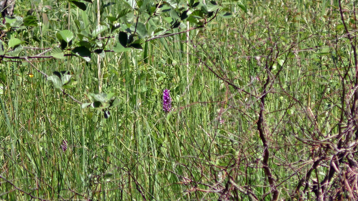 2016-05-31_144806p_Bildgr��e �ndern