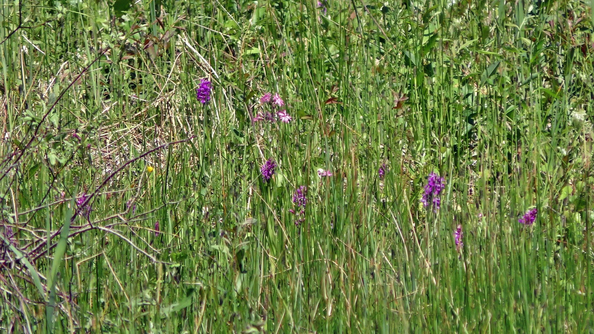 2016-05-31_144910p_Bildgr��e �ndern