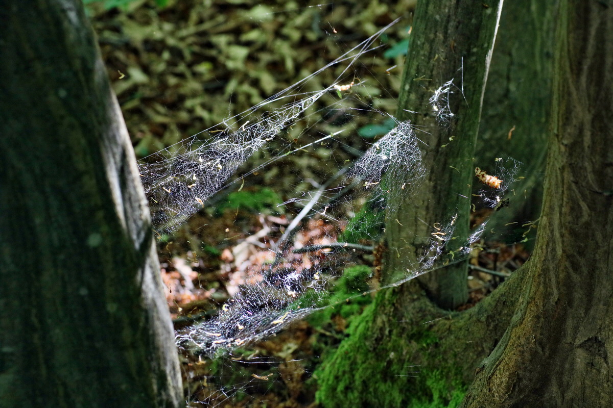 IMG-2016-05-31-00017245p_Bildgr��e �ndern