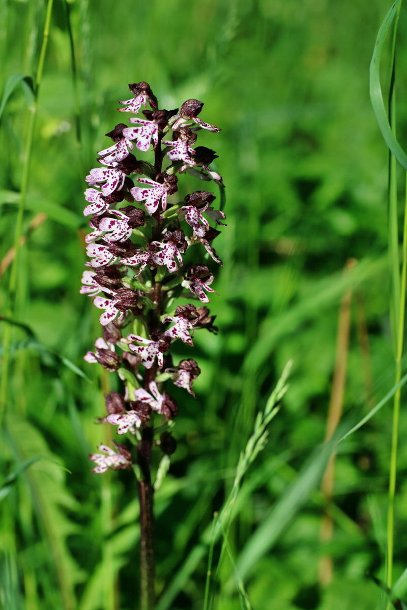 IMG-2016-05-31-00017270p_Bildgr��e �ndern