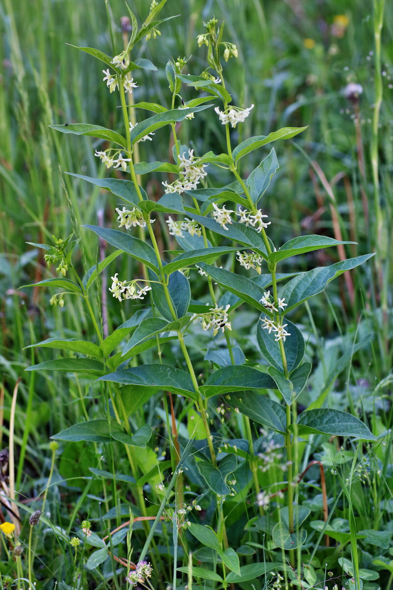 IMG-2016-05-31-00017275p_Bildgr��e �ndern