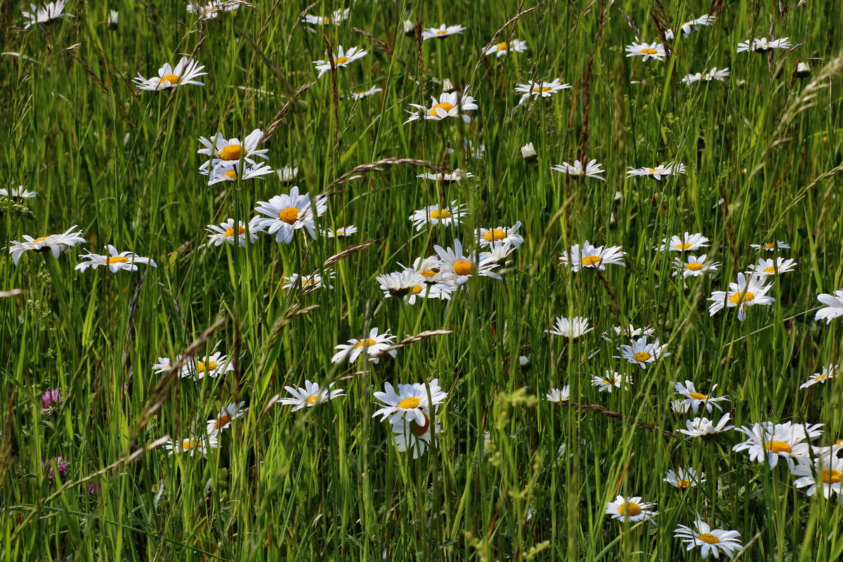 IMG-2016-05-31-00017426p_Bildgr��e �ndern