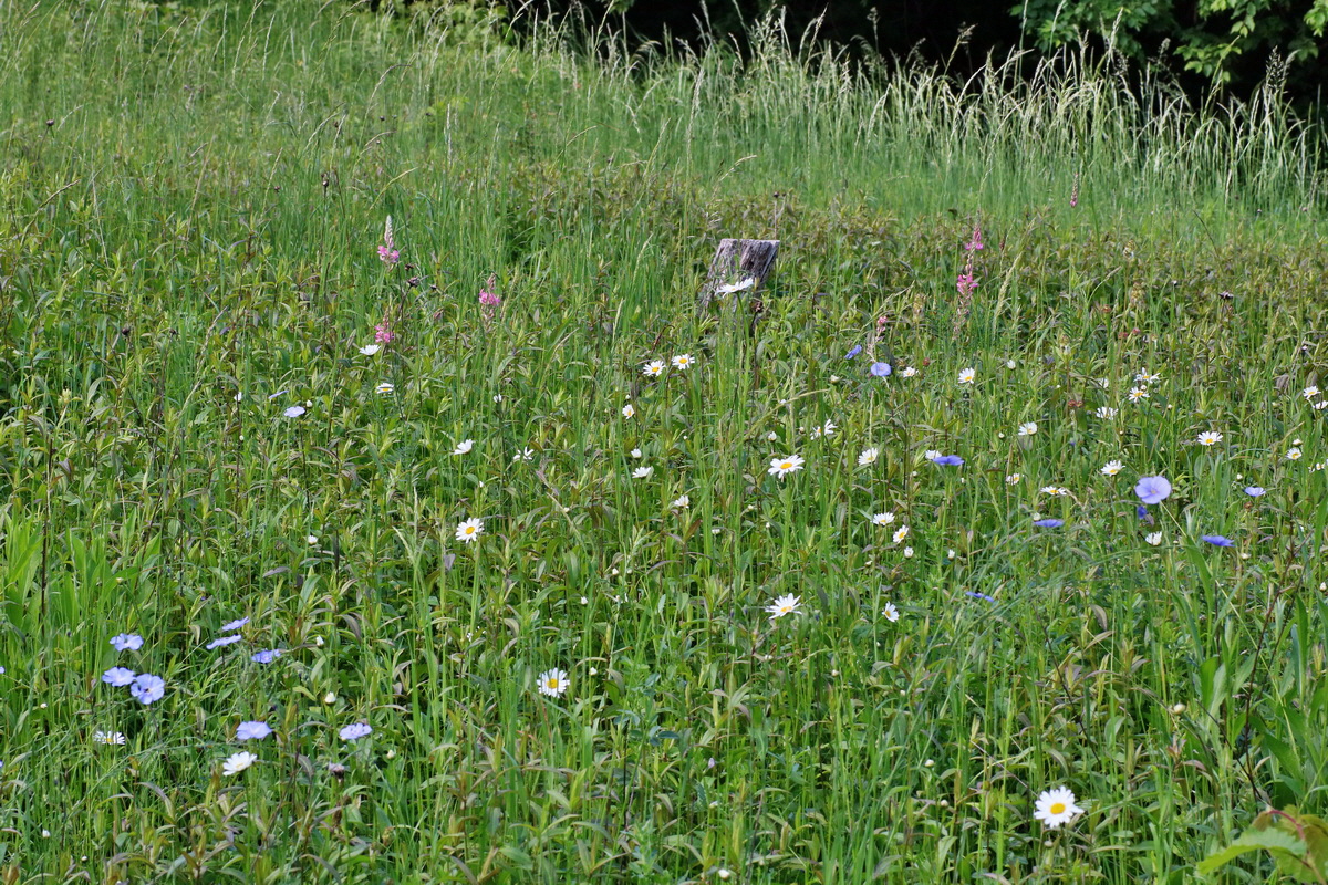 IMG-2016-05-31-00017430p_Bildgr��e �ndern