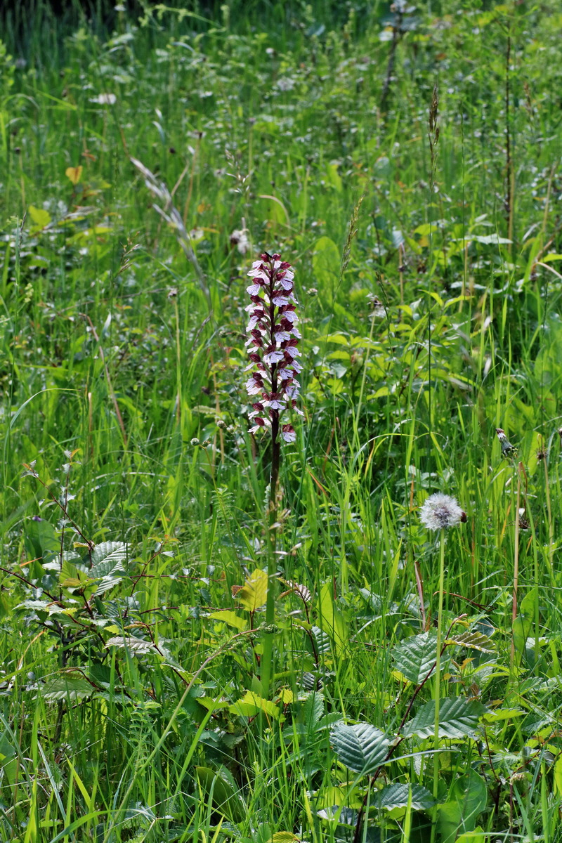 IMG-2016-05-31-00017433p_Bildgr��e �ndern